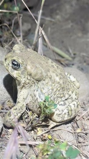 Arroyo Toad in Big Caliente Canyon #santabarbara #endangeredspecies #wildlife