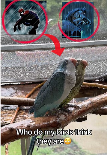 Birds Acting Like Superheroes in Fun Skits