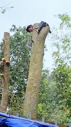 324K views · 1K reactions | 23 -#cuttingtrees #treecutting #mowing #trees #uprooted #rightofway #dangerous #cleaning #tractor #agriculture #farm #johndeere #farming #farmer #fendt #newholland #tractors #farmlife #traktor #masseyferguson #landwirtschaft #claas #caseih #jattlife #agro #swaraj #tractorlife #jatt #farmers #ford #agricultura #harvest #agri | Harie Porter | Facebook