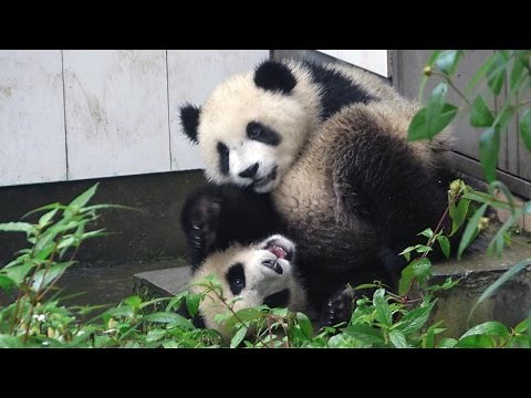 Smithsonian National Zoo 'Panda Cam'