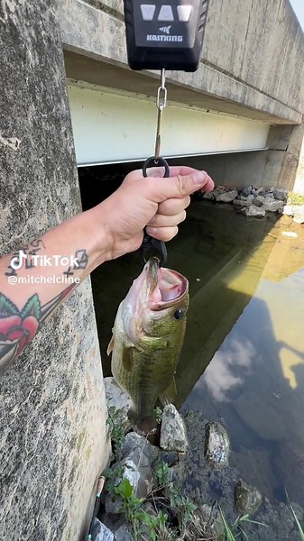 mitchelcline on TikTok