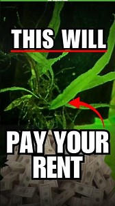 This Aquarium Plant Can Pay Your Rent 💸 (Needle Java Fern)