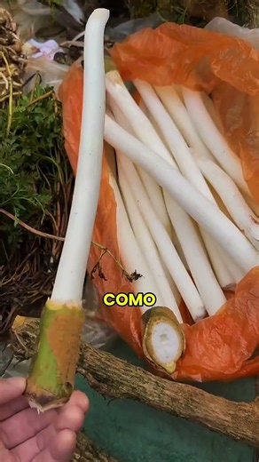Nature Invented the Perfect Zero-Waste Polystyrene