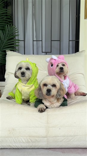 Pet Dinosaur Costume for Dogs: Fun Halloween Ideas