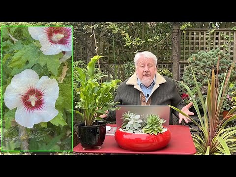 COMMENT RÉUSSIR DES BOUTURES D’ALTHÉA, L’HIBISCUS SYRIACUS ? (LE QUOTIDIEN DU JARDIN, émission N°15)