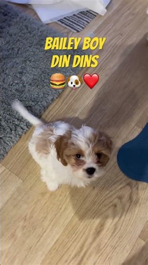 Cute puppy training 🐶❤️ #puppytraining #cute#cutepuppy #cutepuppies #funnypuppies #funnypuppy