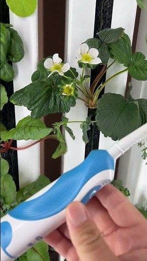 How to easily pollinate strawberry flowers #gardening #hydroponics #strawberries