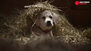 Ad Meter 2021: These animal Super Bowl ads will make you laugh and cry. | USA TODAY Video
