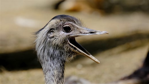 Bird, Nandu, Wildlife. Free Stock Video