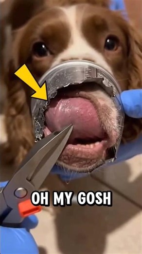 If You Ever See These Animals… They Could KILL You Now