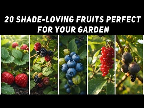 20 Shade-Loving Fruits Perfect for Your Garden | Gardening Tips