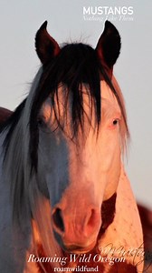 8.8K views · 437 reactions | MUSTANGS — nothing like them. In 1971,...