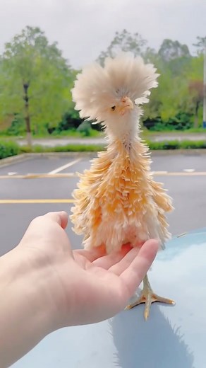 Funny Animal 4K Wallpapers with Live Photos