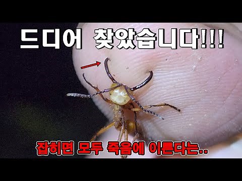 드디어 찾았다!! 아마존 최강 군대개미에게 물려보았습니다..
