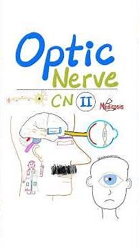 Optic Nerve 👀- in 60 seconds - Cranial nerve II (CN II) - Neuroanatomy Series
