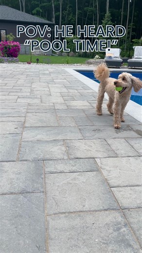 Nothing says backyard joy like a furry friend running free by the pool! Splash, play, and make every moment unforgettable—because your backyard isn’t just for you, it’s for them too. 💬 Message us to design your perfect pet-friendly pool space 📞 613-212-0036 🌐 hbpools.com #PoolLife #BackyardFun #DogByThePool #CustomPools #OutdoorLiving #LuxuryBackyard #HBPools #FamilyAndPets #BackyardGoals #PoolVibes