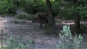 Intimate moment of two Striped hyena in the wilderness and a third keeping watch to keep them safe. Animal mating its bloodthirsty mammals. Mating Hyaena hyaena