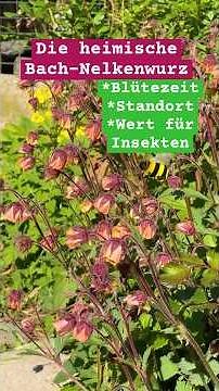 Bach-Nelkenwurz: Eine zauberhafte, heimische Wildblume für den Naturgarten! Geum rivale im Garten
