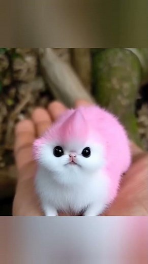 Colorful chipmonk Rj Creations