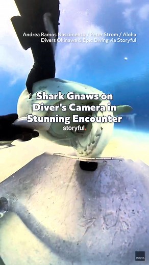 Shark Gnaws on Diver's Camera in Stunning Encounter | storyful