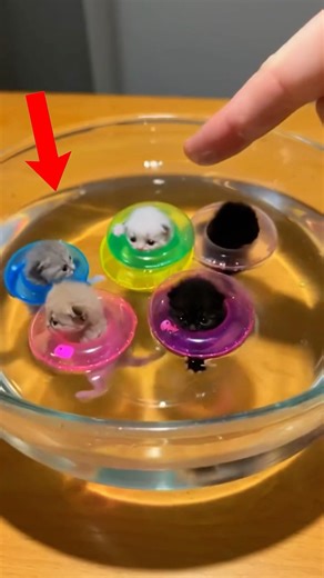 Which kitten pool ❤️ #usa