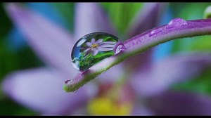 175K views · 2.1K reactions | Life is beauty, life is blooming, life...