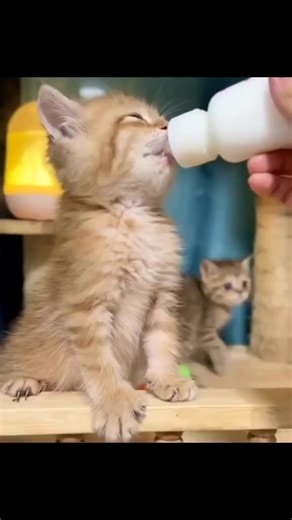 😹 You're not ready for this cat chaos! 🐾 The cutest, funniest, and craziest moments are here — and this kitty just took it to a whole new level! 🚀 👇 Don't blink… you might miss the best part! 😻 📣 Has your cat ever done something like this? Tell us in the comments! 🐾 #meowmadness #meow #pet #CatLovers #FunnyCats #CatLife #Purrfect #CrazyCats #CatVideos #KittyLove #CatTok #CatsOfFacebook | Meow Madness