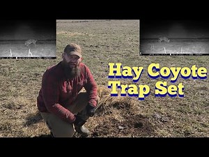 Hay Coyote Trap Set | KOAM Outdoors Trapping