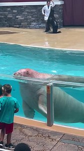 32M views · 1.4M reactions | Walrus did so gentle to the kid when feeding him but not when he do the splash #funny #beautiful #walrus | Travisandcousins | Facebook