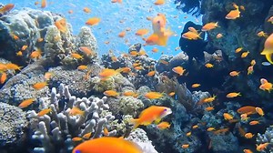 Climate: A New Story shows us how we can reframe our thinking. Our Earth is not simply a resource, it is complex, living and fragile. Charles Eisenstein expresses how we might transform our mindset, to reveal a process that could be the quickest way to reverse climate breakdown; and you can be part of it. Watch ‘Climate: A New Story' now on Films For Change: >> https://filmsforchange.stream/programs/climate-new-story | Films For Change