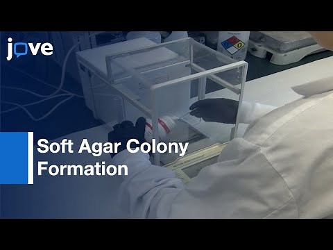 Soft Agar Colony Formation Assay to identify inhibitors of Tumors | Protocol Preview
