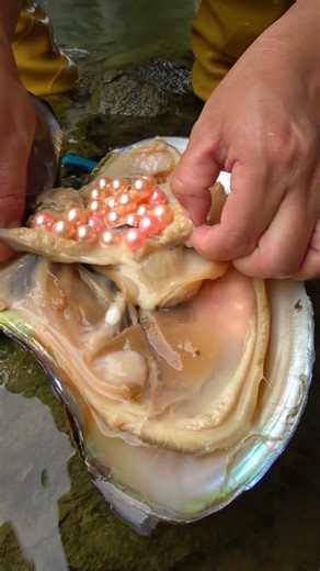 Wow! Rich in pearl clams