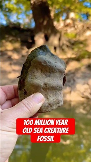 My Dog Finds a 100-Million-Year-Old Ammonite Fossil in Texas Creek! #fossil #fossils #shorts