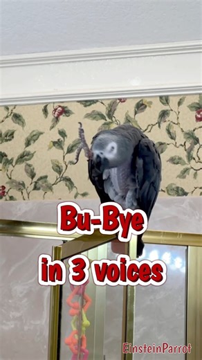 128K views · 4.9K reactions | I'm ready to go! Bu-bye! #fblifestyle #funnyparrot #waving | Einstein the Talking Texan Parrot | Facebook