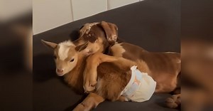 Sweet Baby Goat Fits Right In With This Dog-Loving Family.