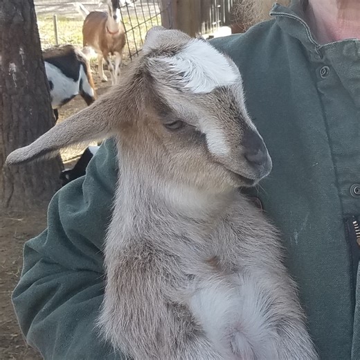 DZA Goats | Boyce LA