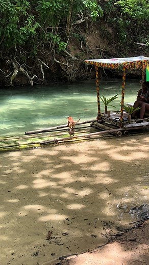 Playful Dog Swimming Moments | Cute Puppies Dive Underwater