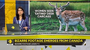 #Gravitas | Bizarre footage has emerged from Canada in which women were apparently seen 'eating' a deer carcass. Molly Gambhir tells you more | WION