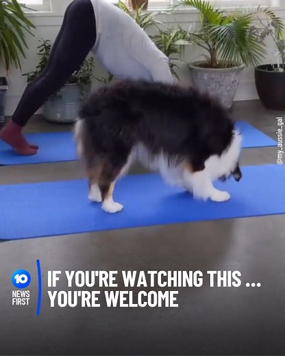 665K views · 870 reactions | VIDEO OF DOG DOING YOGA GOES VIRAL An Instagram video of a woman and her dog doing yoga, or as she calls it ‘doga’, has gone viral with over 199 thousand views in just four days. Dozens of viewers commented on the original post saying it brought them to tears, while others were in awe of the Aussie Shepard’s skills. | 10 News | Facebook