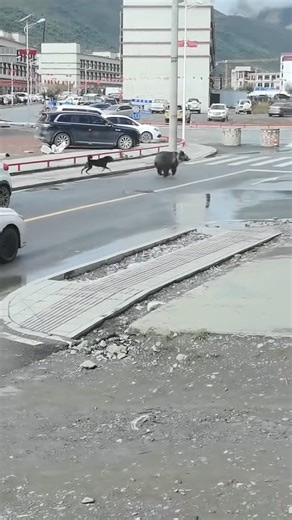 4.3K views | Can the Baby Bear Ever Find Safety from the Dog? | Unity Videos | Facebook