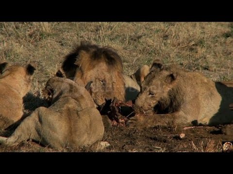 Hungry Lions Eating Buffalo For Meal