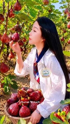 Beautiful nature with rural life –harvest fresh fruits in the summer 🍒🍇🍑 #fruit #shorts #yummy
