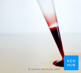 Blutbildung (Hämatopoese)