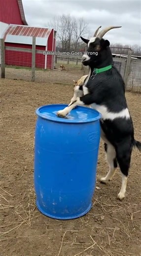 Hilarious Goat Fails Epic Barrel Jump on the Farm!