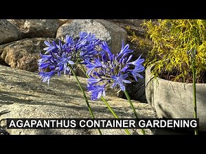 How to Plant Agapanthus in a Container