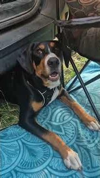 Elli sitzt in Polen fest.🫣🐶