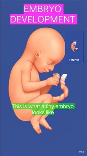 EMBRYO DEVELOPMENT Stages in 3D Animation