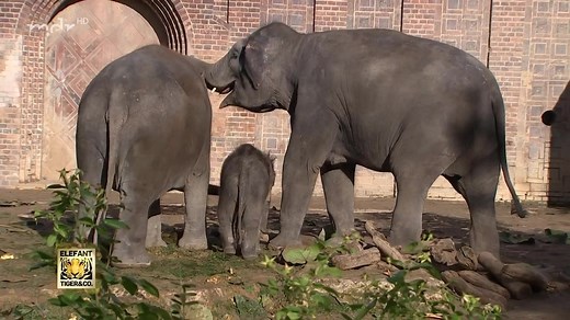 Thomas Günther hat seine Elefanten im Zoo Leipzig genau im Blick. Erst vor kurzem hat er Berliner und Leipziger Dickhäuter vergesellschaftet. Nun beobachtet er die Interaktionen in der Herde und es sieht sehr vielversprechend aus. Leipzig hat offenbar eine neue Leitkuh ... | Elefant, Tiger & Co