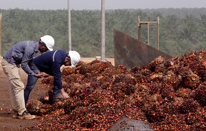 NDPE Policies Cover 83% of Palm Oil Refineries; Implementation at 78% - Chain Reaction Research
