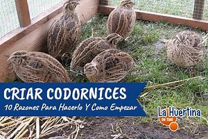 10 Razones Para Criar Codornices Y Como Empezar